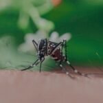 mosquito